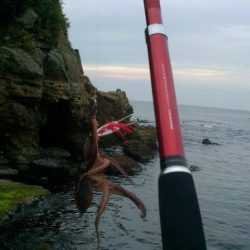 学校終わりのタコ釣り